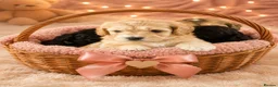 Cockapoo dogs for sale: 6 Beautiful Cockerpoos Puppies  - Advert 1