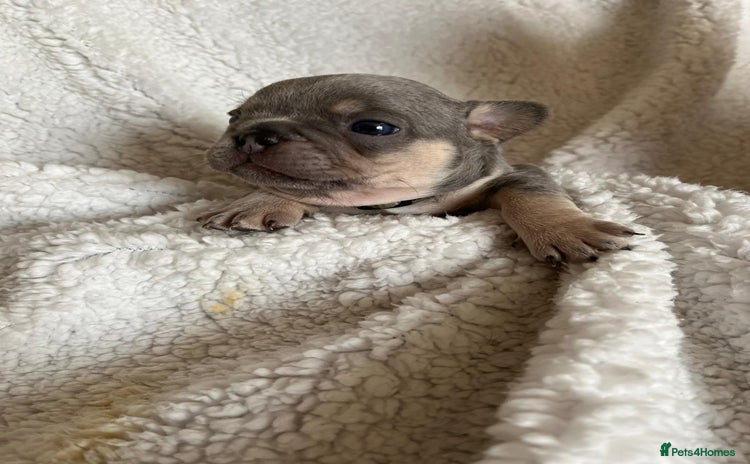 French Bulldog dogs - Advert 7