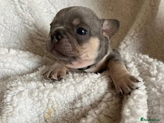 French Bulldog dogs - Advert 5