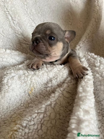 French Bulldog dogs - Advert 16