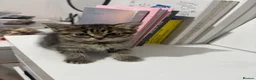 Mixed Breed cats for sale: Tabby kitten Kitten  - Advert 3