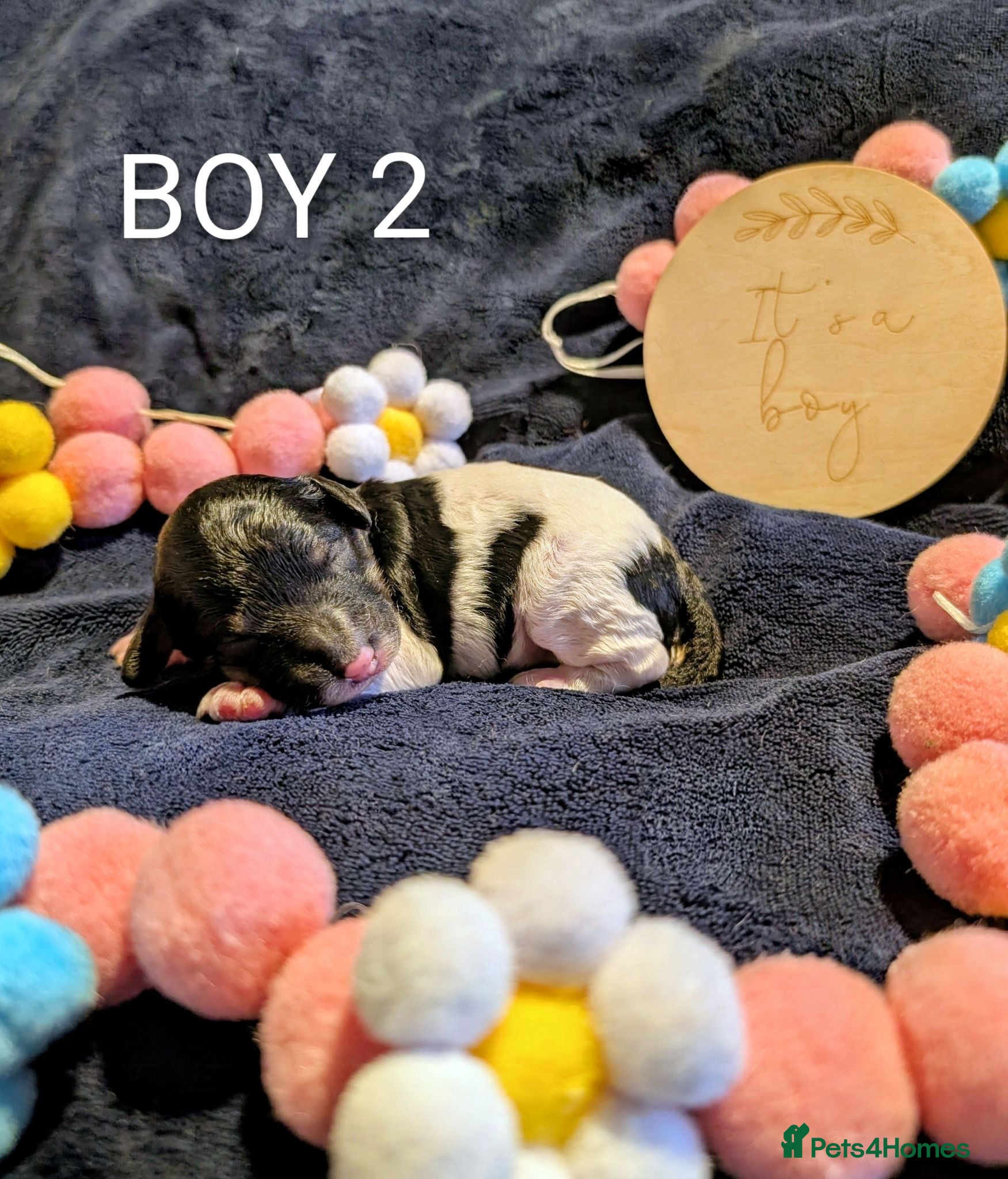 Toy Poodle dogs Stunning parti toy poodles boys! - Advert 1