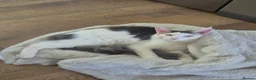 Maine Coon cats for sale: Stunning Pure Maine Coon Kitten - Advert 2