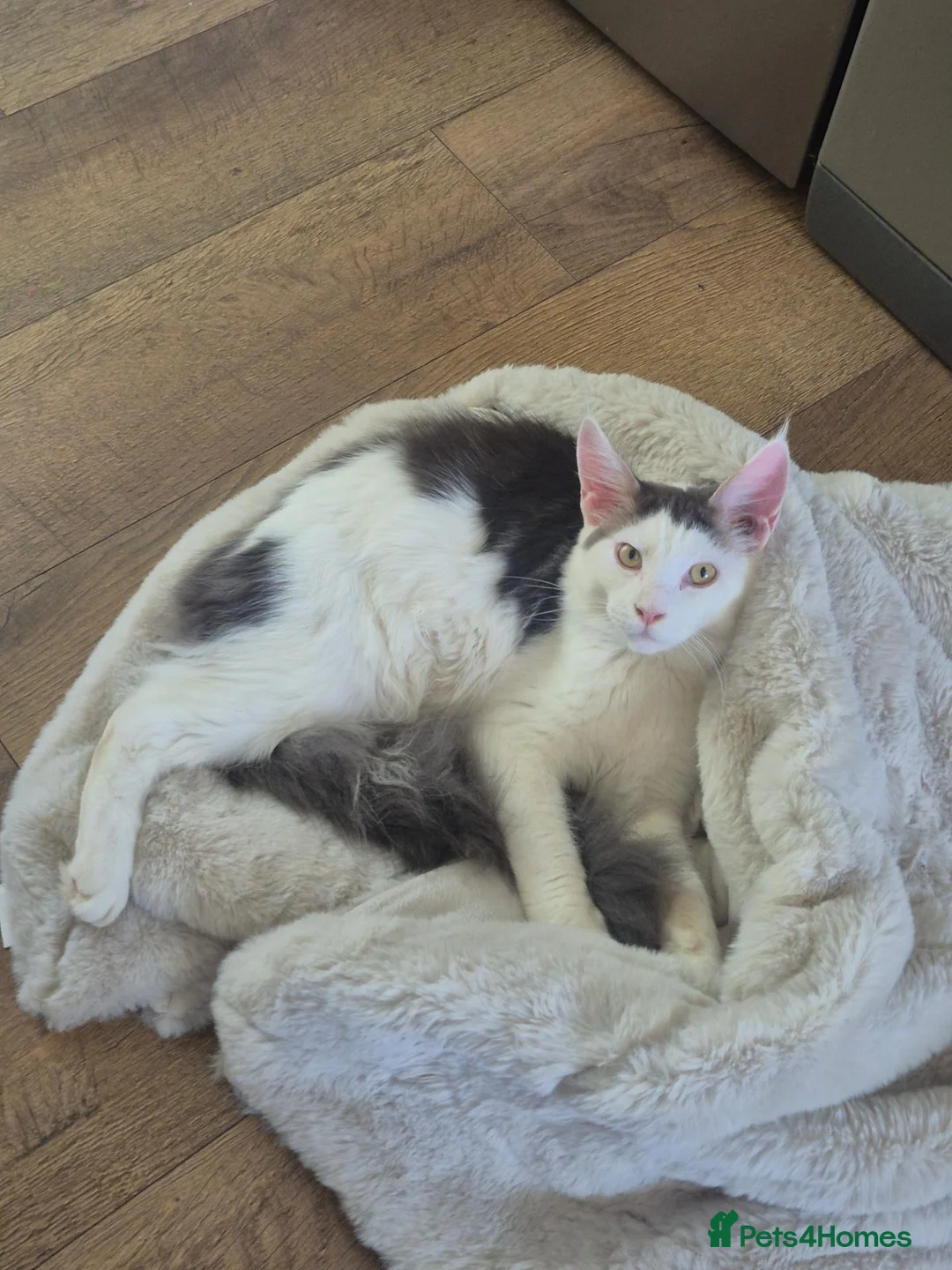 Maine Coon cats for sale: Stunning Pure Maine Coon Kitten - Advert 2