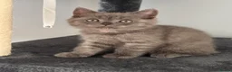 British Shorthair cats for sale: 🐾 British Shorthair Looking for Their Homes 🐾 - Advert 15