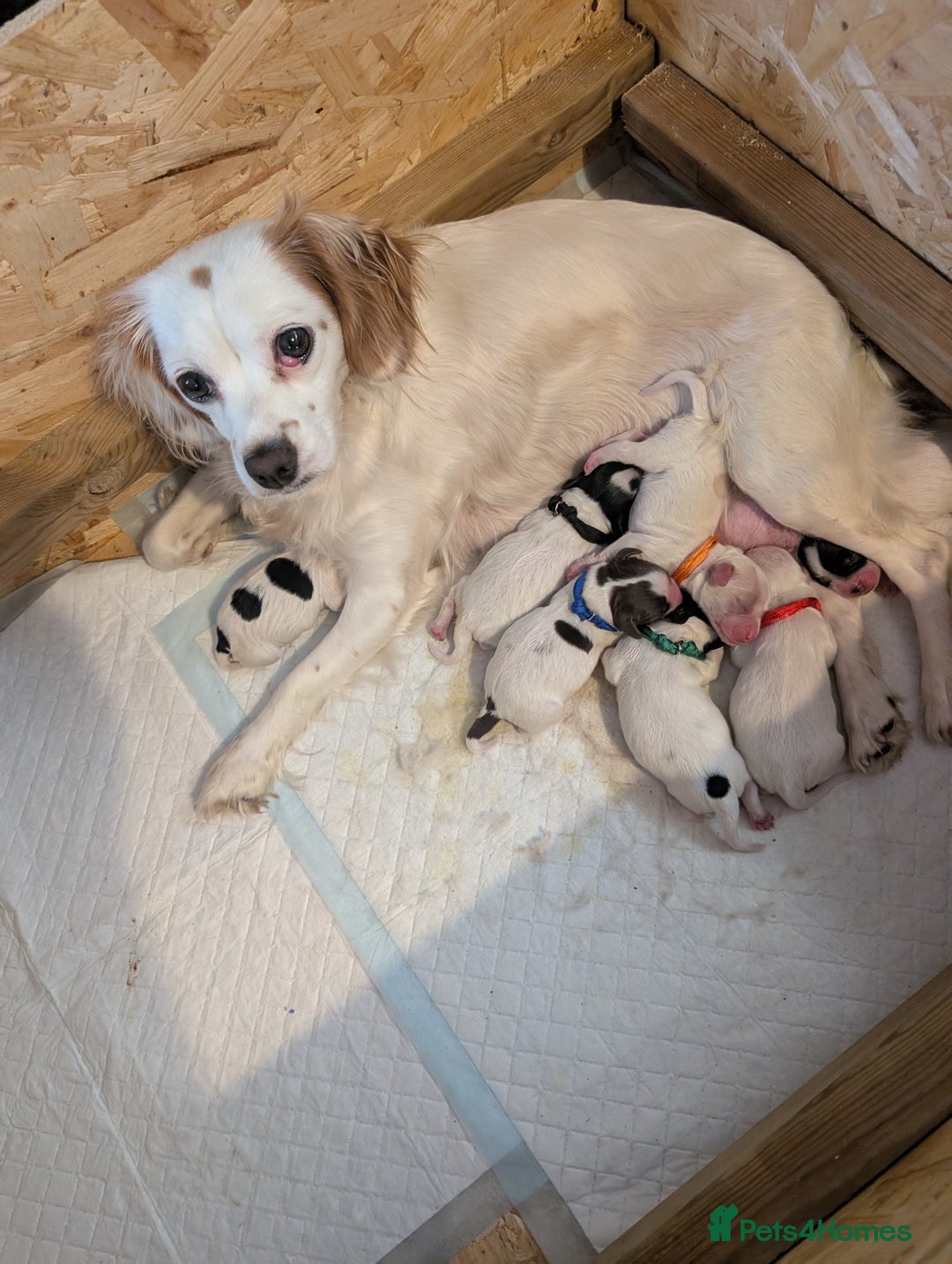 Mixed Breed dogs for sale: Cockapoo's  - Advert 8