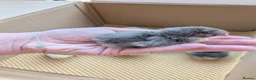 Chickens poultry for sale: Pekin bantam day olds - lots of colours  - Advert 7