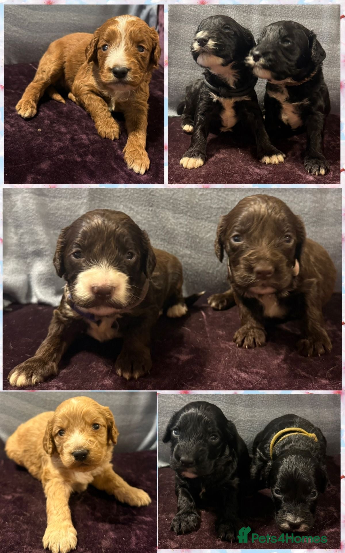 Cockapoo dogs F1 various mini cockapoos 30 dna health tested clr - Advert 5