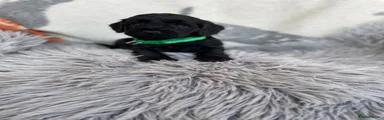Cockapoo Puppy 1