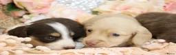 Miniature Dachshund dogs for sale: KC Longhair Miniature Dachshund Puppies in Wisbech - Advert 7