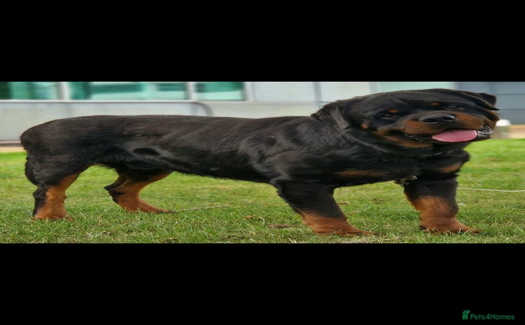Rottweiler dogs - Advert 1