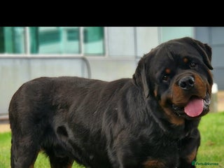 Rottweiler dogs - Advert 10