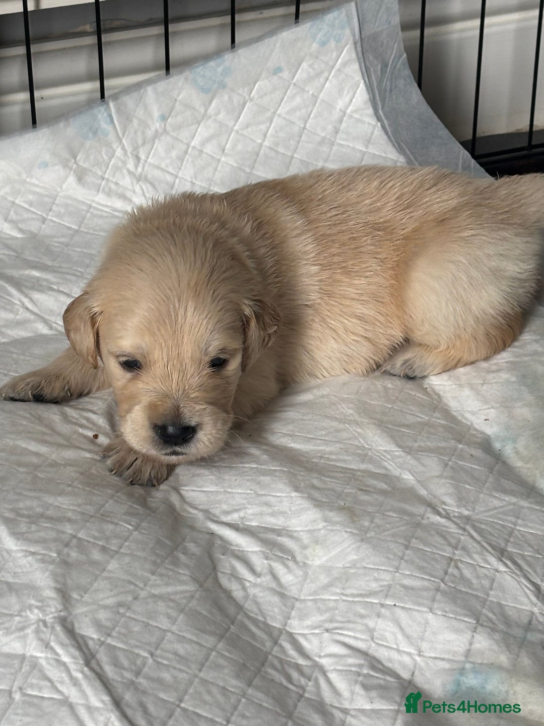 Golden Retriever dogs for sale: Quality KC golden retriever puppies  - Image 27