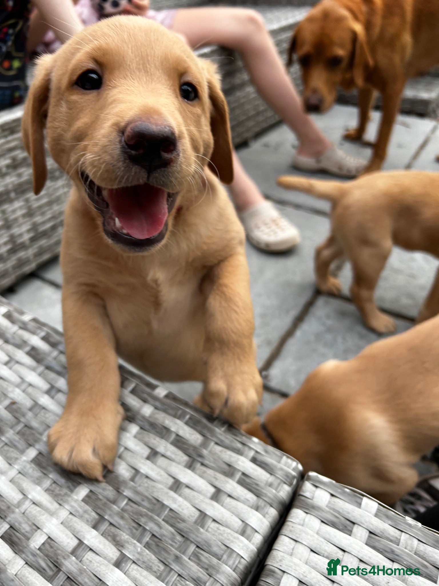Labrador Retriever dogs Fox Red Labrador Puppy (Girl) - Advert 18