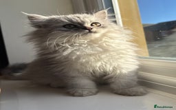 Persian cats for sale: Persian Kittens - 2 Males & 2 Females  - Image 1