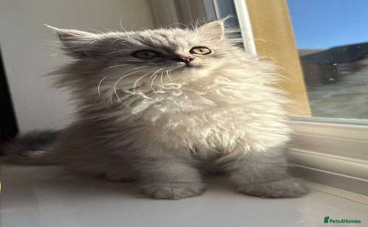 Persian cats - Advert 10