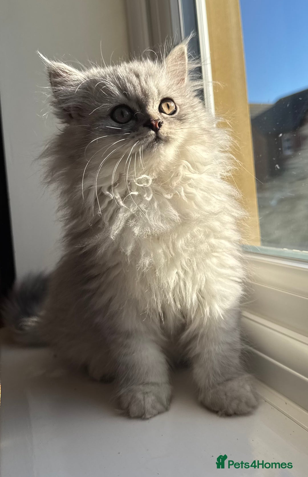 Persian cats for sale: Persian Kittens - 2 Males & 2 Females  - Image 1
