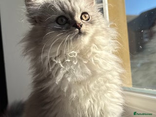 Persian cats - Advert 1