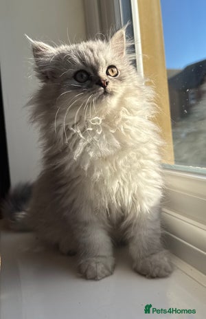 Persian cats - Advert 2