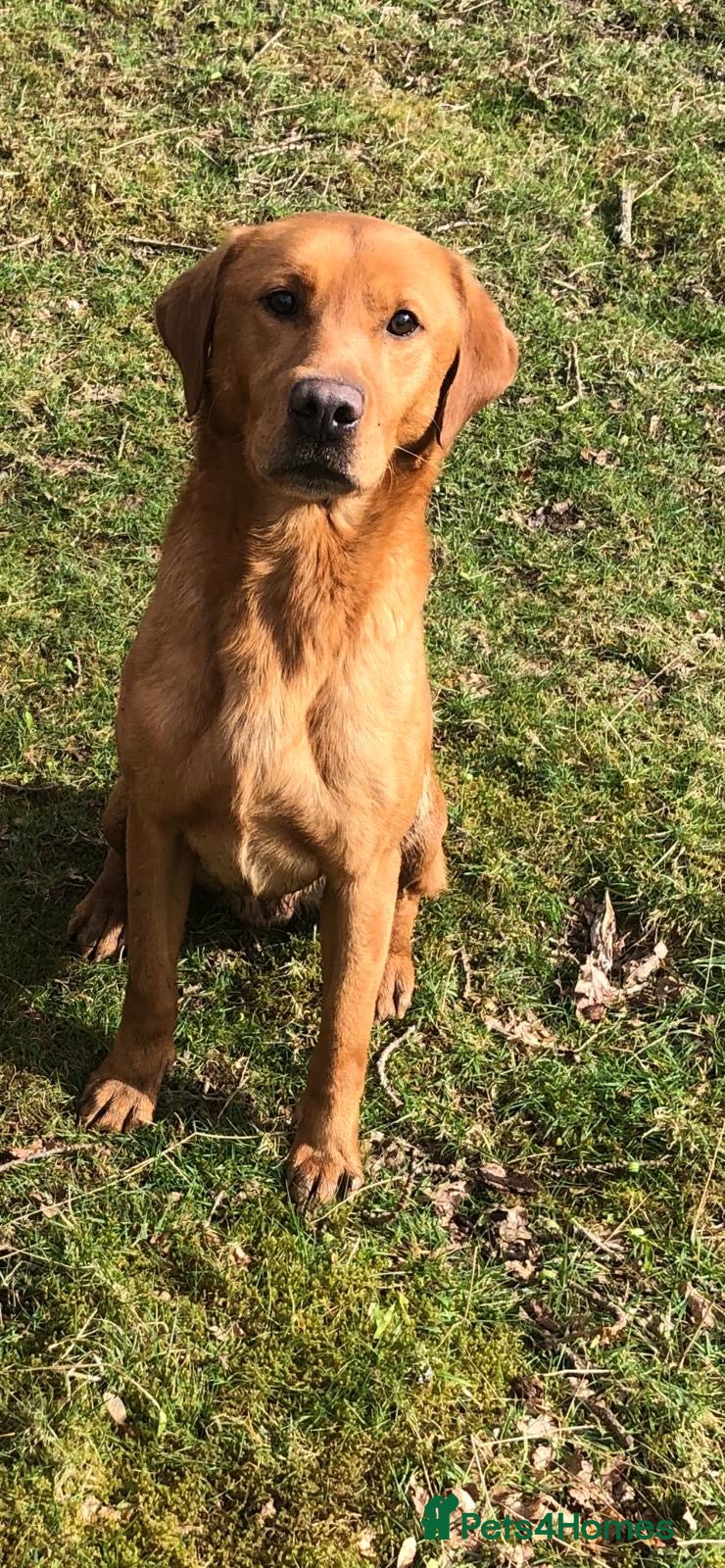 Labrador Retriever dogs  Delightful Black Labrador Litter  - Advert 2