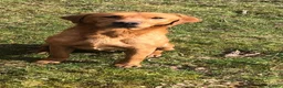 Labrador Retriever dogs for sale: Delightful KC registered litter  - Advert 11