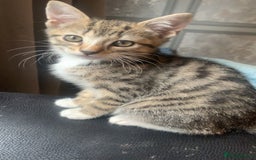 Mixed Breed cats for sale: 4 beautiful kittens for sale  - Image 4