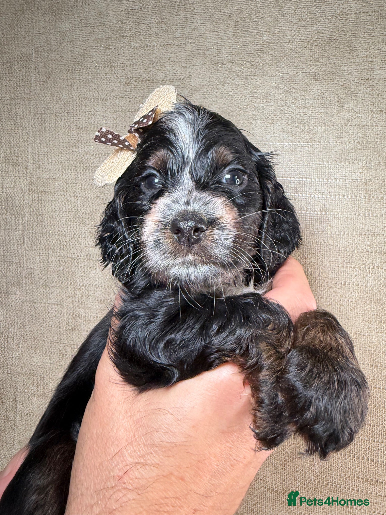 Cockapoo dogs F1B cockapoo puppies parents genetic tested  - Advert 1
