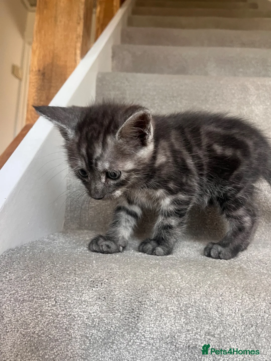Maine Coon cats for sale: Maine coon cross kittens in Melksham - Advert 2