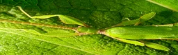 Stick Insects invertebrates for sale: Phyllium letiranti nymphs (leaf / stick insects) - Advert 4