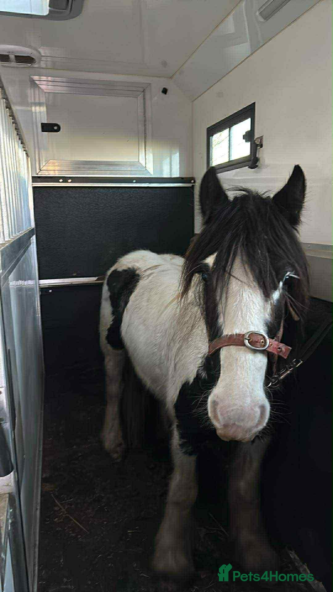 Other Breed horses 13.1 mare for sale  - Advert 1