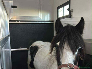 Other Breed horses 13.1 mare for sale - Advert 1