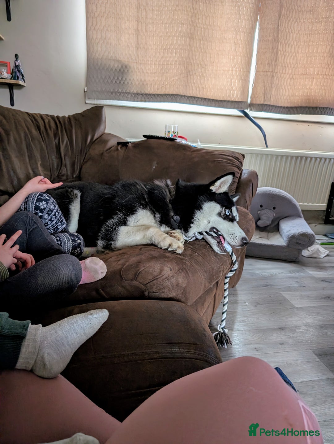 Siberian Husky dogs for sale: Krypto- 1yr Husky, Friendly, Goofy boy. Offers ok - Image 12