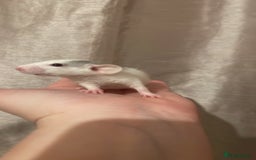 Rat rodents for sale: Rats looking for 5* homes only  - Image 6