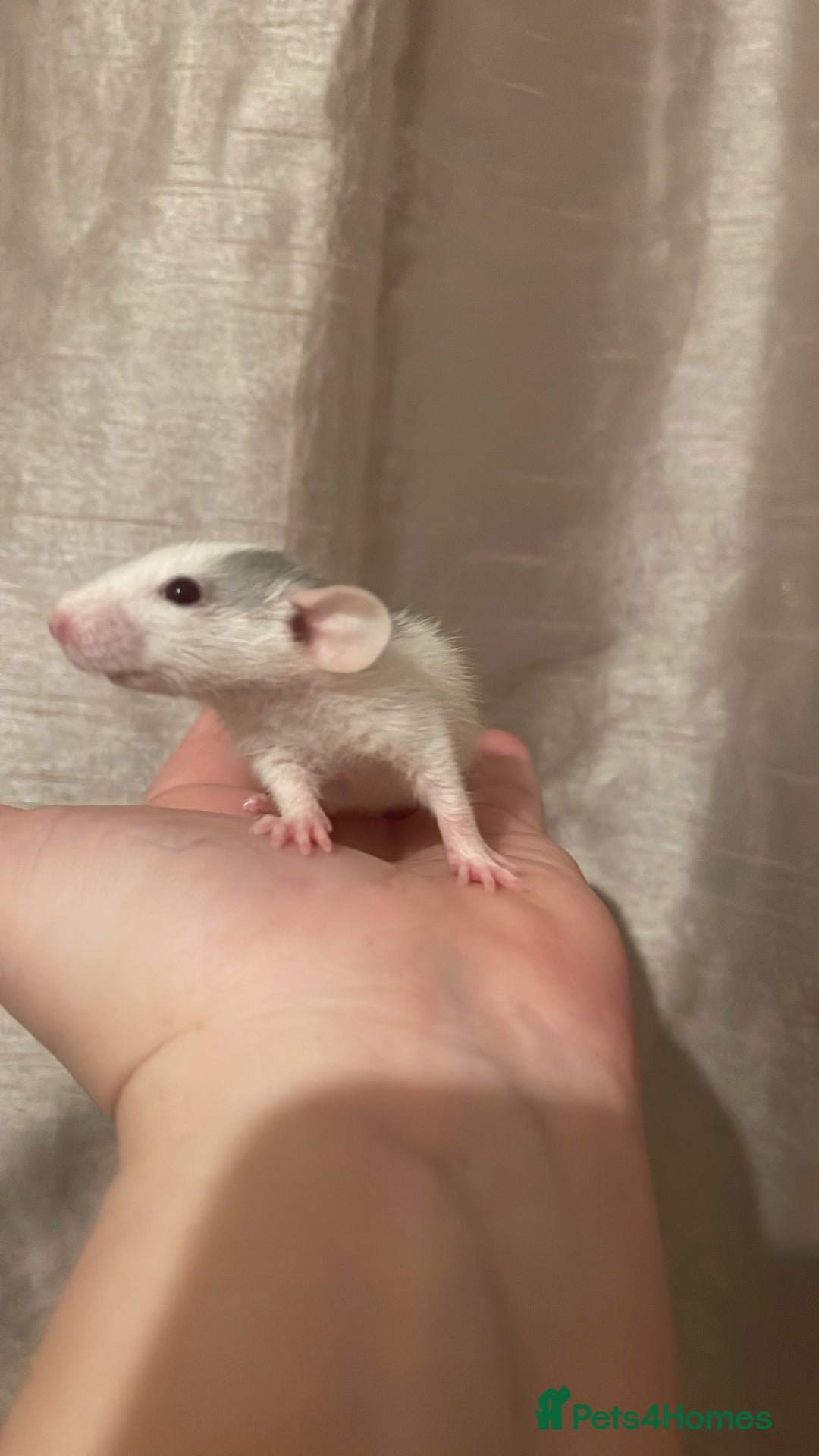 Rat rodents for sale: Rats looking for 5* homes only  - Image 6