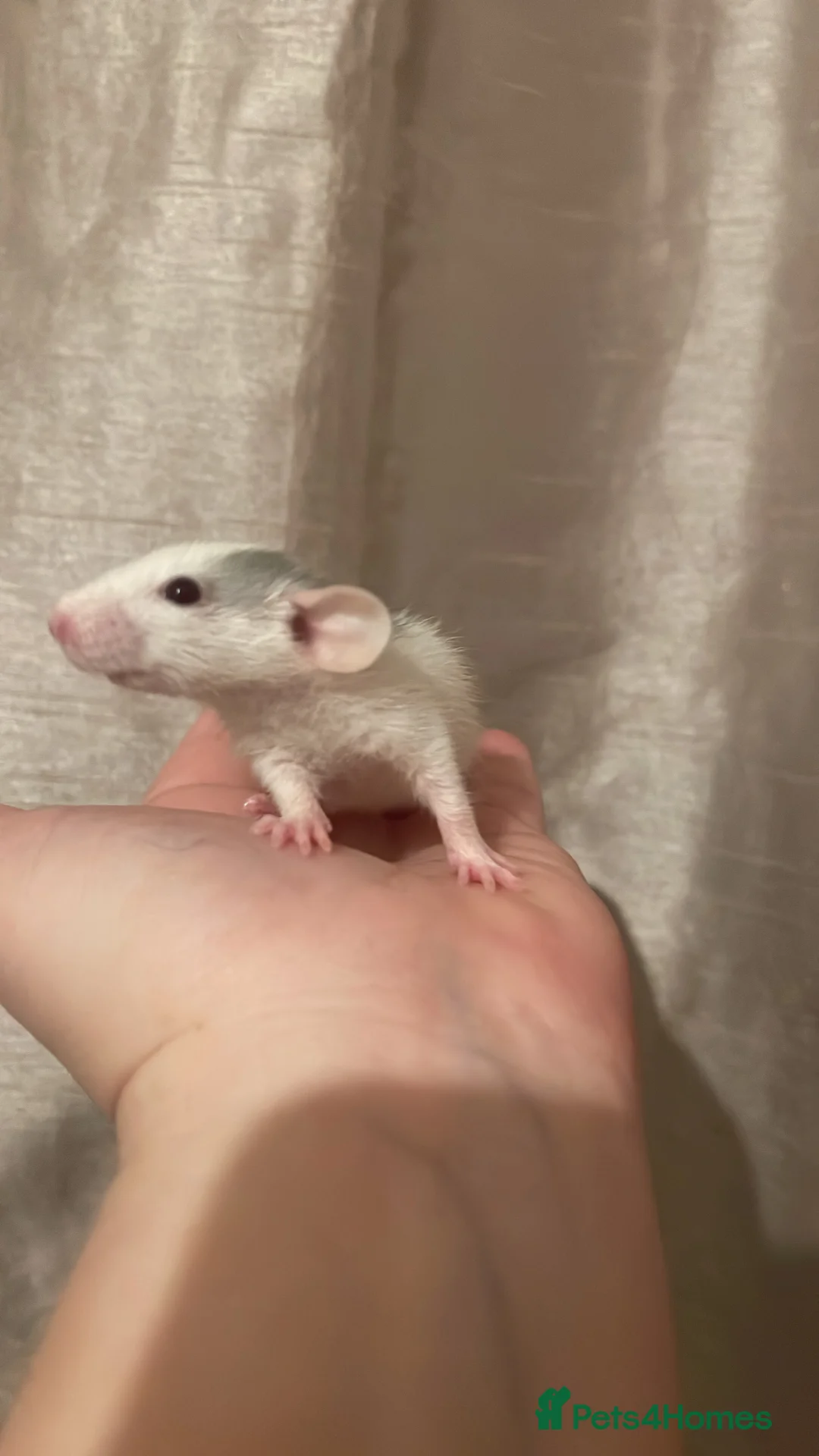 Rat rodents for sale: Rats looking for 5* homes only  - Advert 10