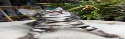 Bengal cats for sale: Bengal kittens in Essex TICA registered purebred  in Colchester - Advert 14