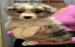 Border Collie dogs for sale: 6 Beautiful B&W & Merle Border Collie Puppies 🐶  - Image 9