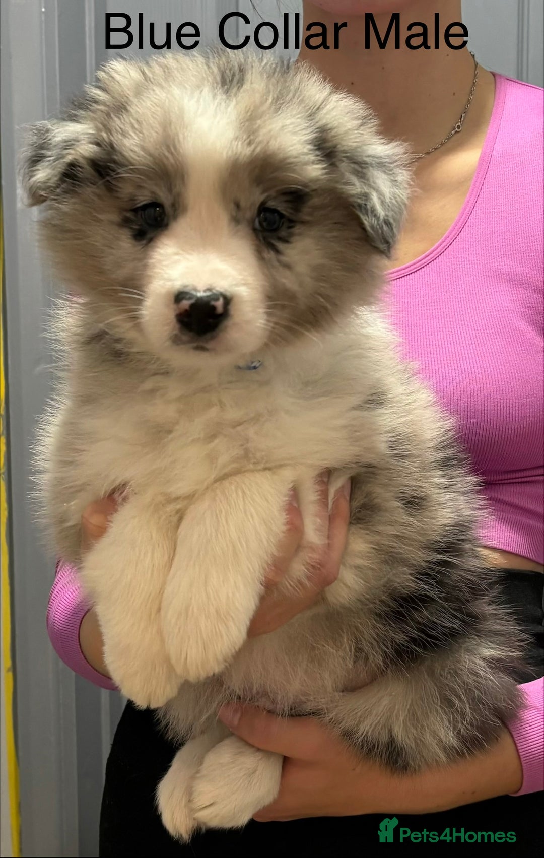 Border Collie dogs for sale: 6 Beautiful B&W & Merle Border Collie Puppies 🐶  - Image 9