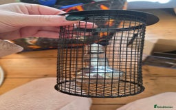 Snake reptiles for sale: Hognose snake  - Advert 5