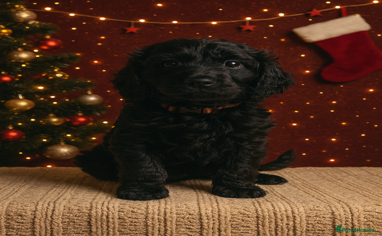 Goldendoodle dogs 1 Girl left Gorgeous Healthy Goldendoodle Puppie - Advert 4