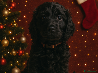 Goldendoodle dogs 1 Girl left Gorgeous Healthy Goldendoodle Puppie - Advert 3