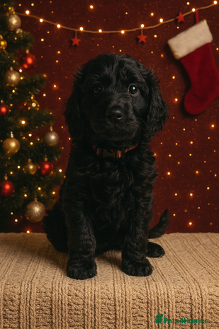 Goldendoodle dogs 1 Girl left Gorgeous Healthy Goldendoodle Puppie - Advert 4