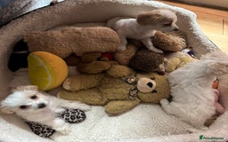 Bichon Frise dogs for sale:  ⸻  🐾 Adorable Bichon Frise Puppies for Sale!  - Image 5