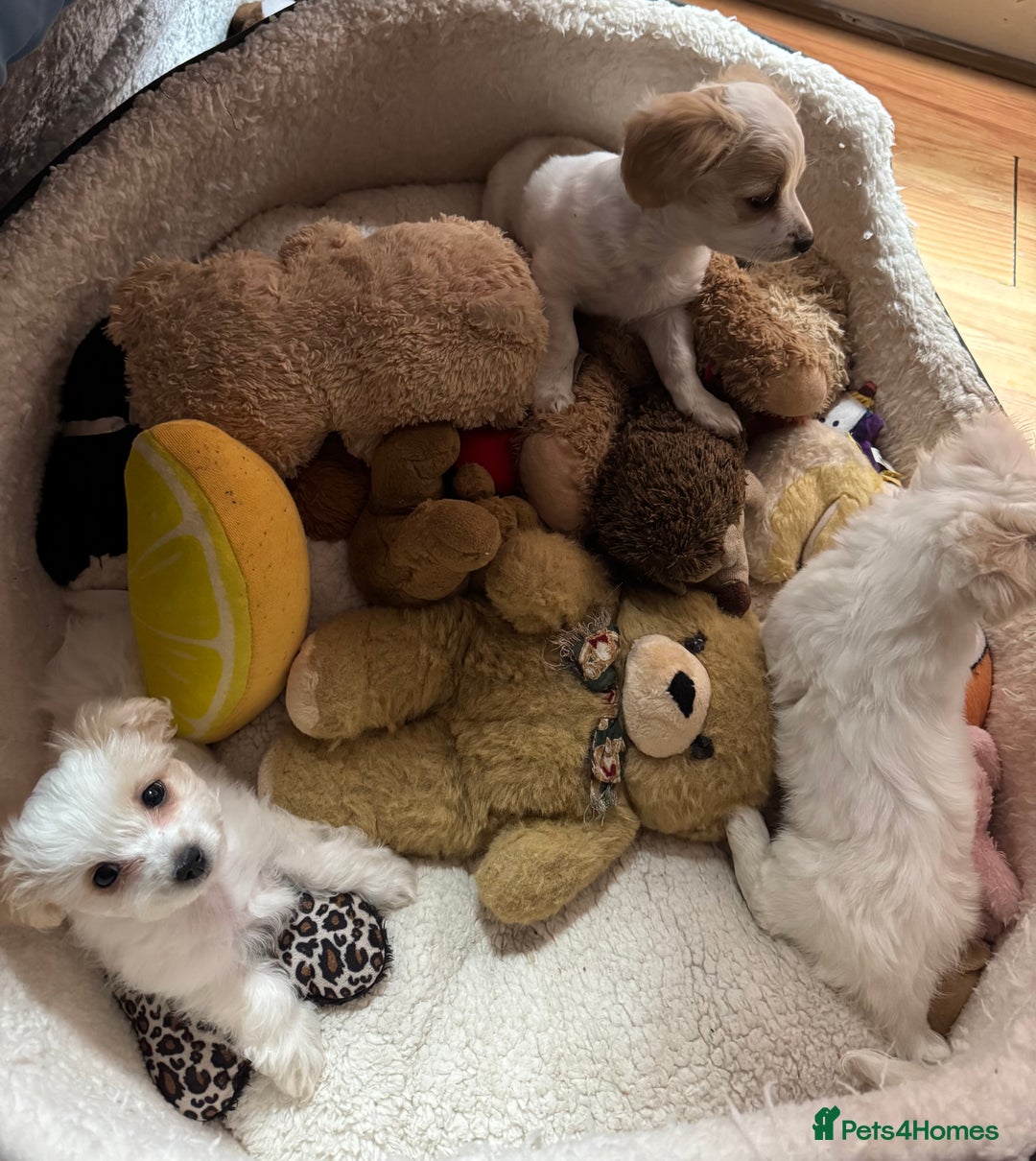 Bichon Frise dogs for sale:  ⸻  🐾 Adorable Bichon Frise Puppies for Sale!  - Image 5