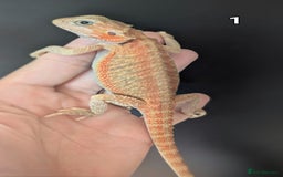Bearded Dragon reptiles for sale: Bearded dragons male. Last few left - Image 4