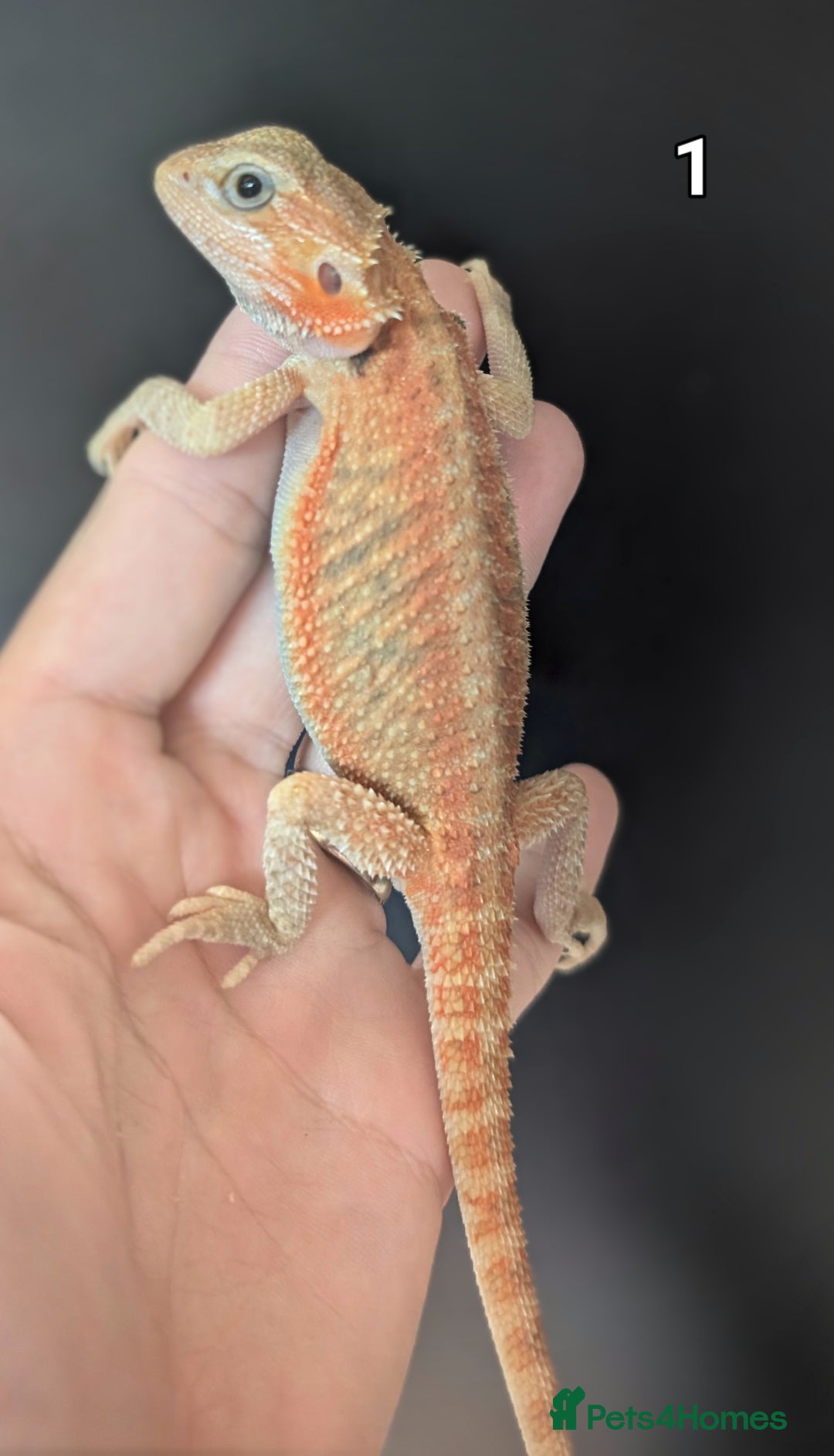 Bearded Dragon reptiles for sale: Bearded dragons male. Last few left - Image 4