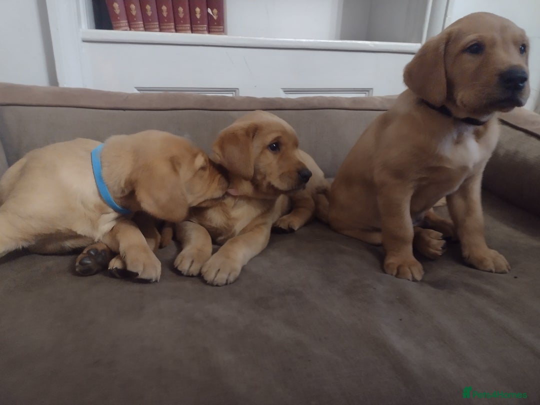Labrador Retriever dogs for sale: Beautiful Fox Red Labrador  - Advert 5