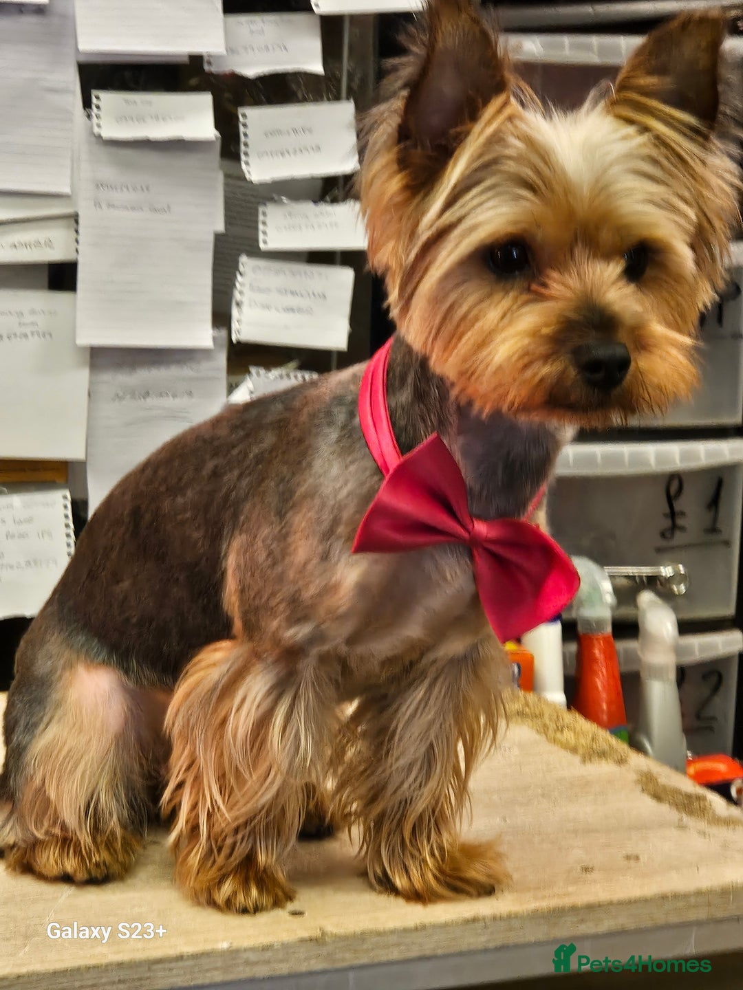 Yorkshire Terrier dogs for sale: Yorkshire terrier My Dog Luna have 4 puppies  - Image 14