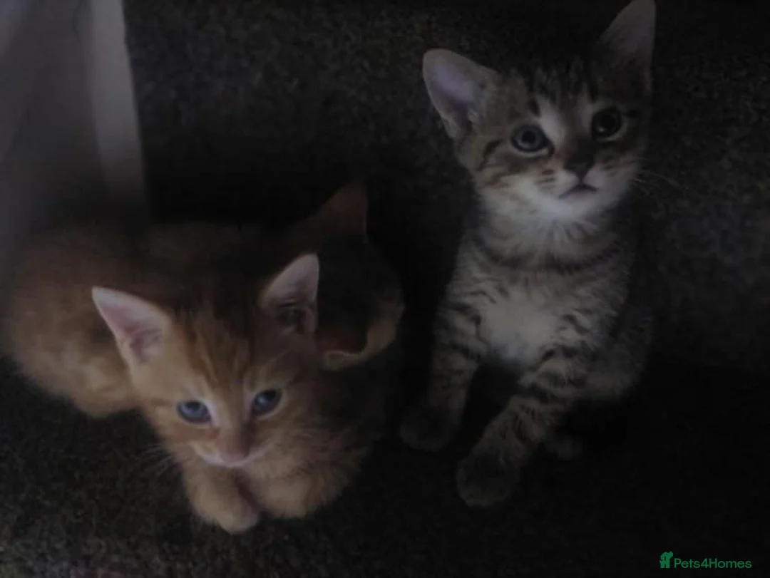 Bengal cats for sale: Bengal X British short-haired  - Advert 2