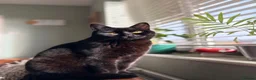 Domestic Shorthair cats for sale: Beautiful Kittens!  - Advert 5